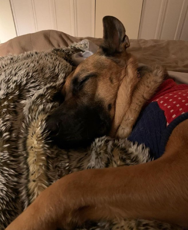 15 Reasons Why You Should Never Own German Shepherds 10