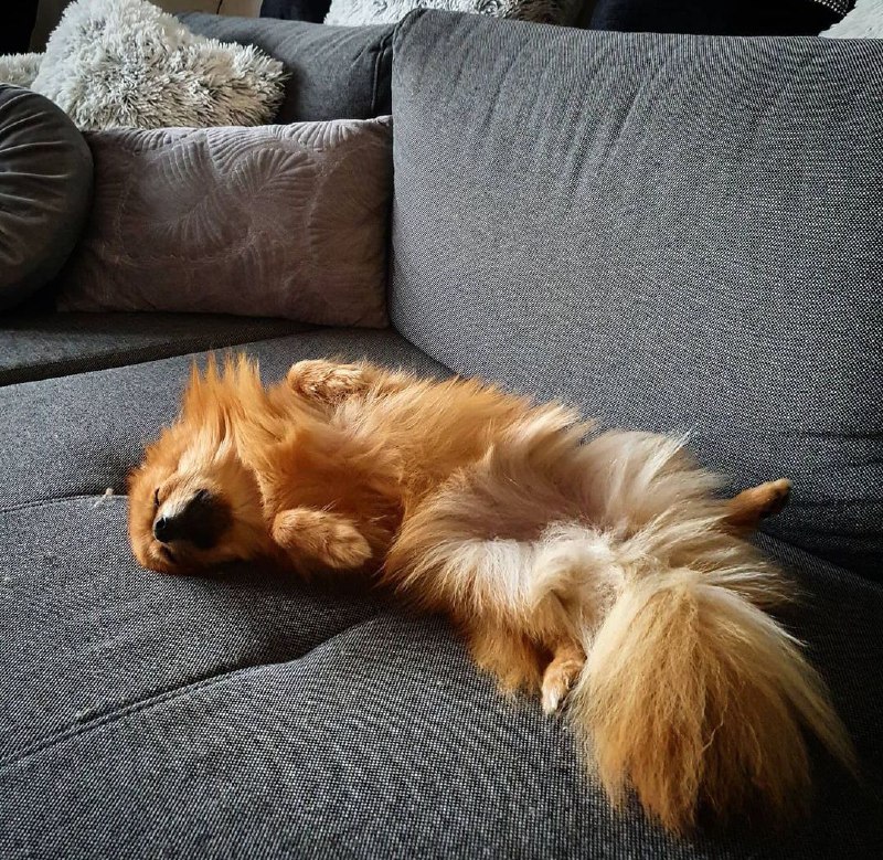 15 Reasons Why You Should Never Own Pomeranians 10