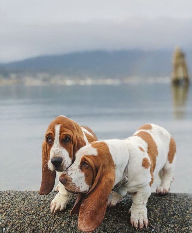 15 Reasons Why You Should Never Own Basset Hounds 11 15 Reasons Why You Should Never Own Basset Hounds 11