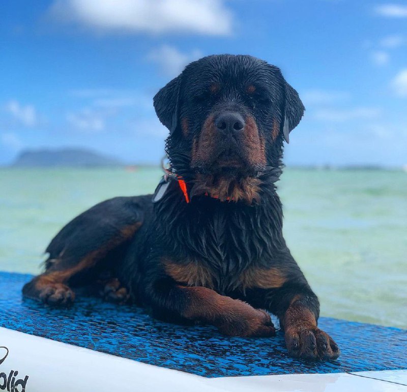 15 Reasons Why You Should Never Own Rottweiler 11