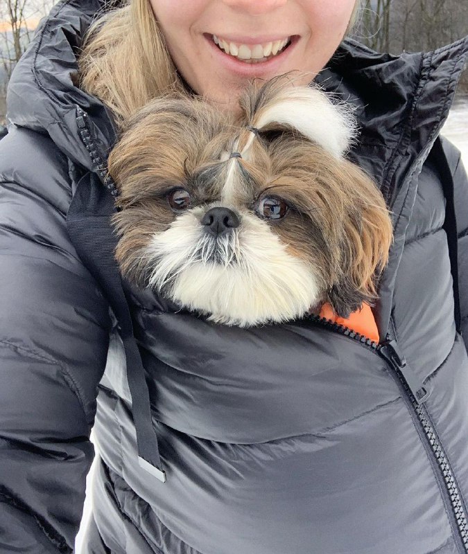 15 Reasons Why You Should Never Own Shih Tzus 11 15 Reasons Why You Should Never Own Shih Tzus 11