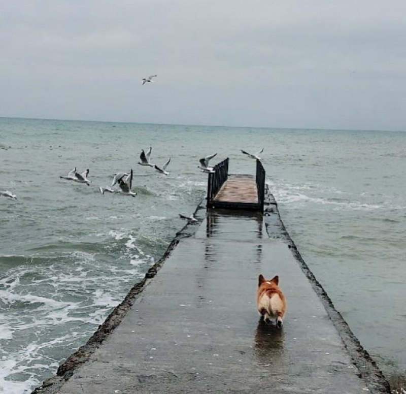 15 Reasons Why You Should Never Own Corgis 11 15 Reasons Why You Should Never Own Corgis 11