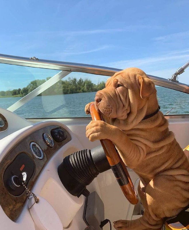 15 Reasons Why You Should Never Own Shar Pei 11 15 Reasons Why You Should Never Own Shar Pei 11