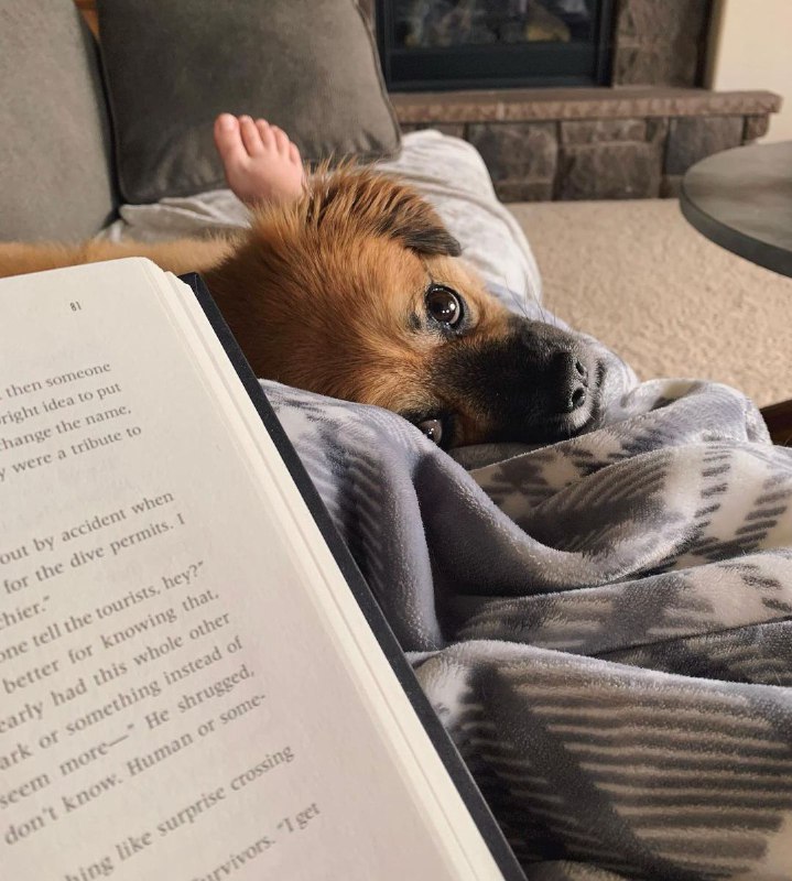 15 Reasons Why You Should Never Own Pekingese 11 15 Reasons Why You Should Never Own Pekingese 11