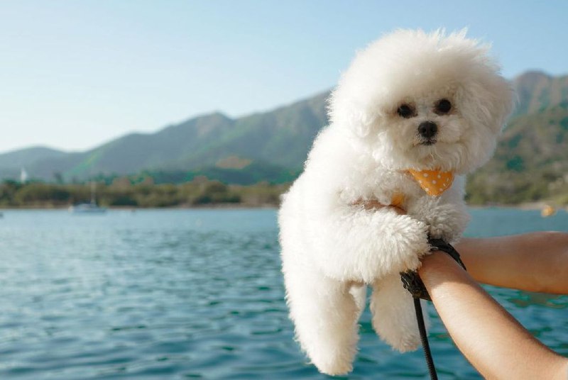 15 Reasons Why You Should Never Own Bichon Frises 9