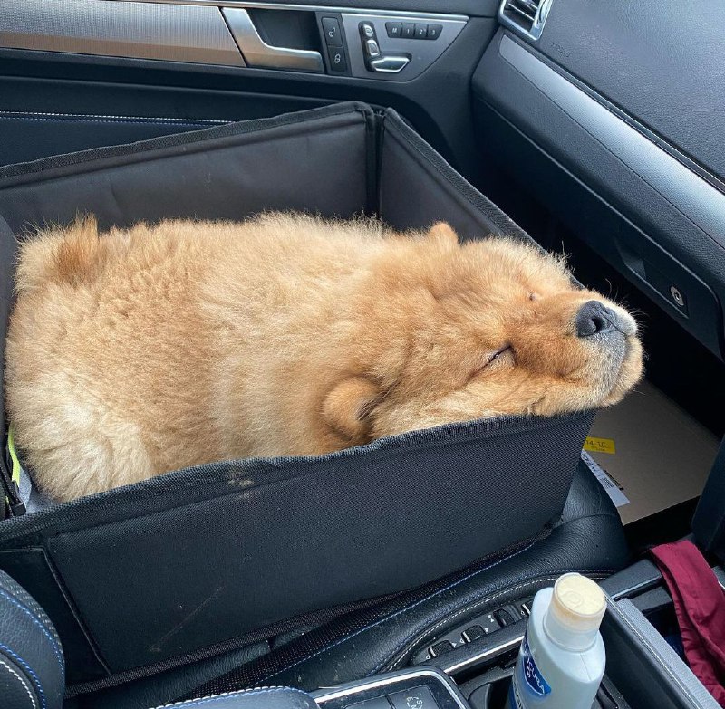 15 Reasons Why You Should Never Chow Chow 11 15 Reasons Why You Should Never Chow Chow 11