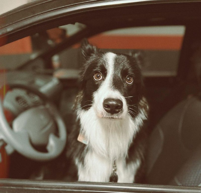 15 Reasons Why You Should Never Border Collies 9