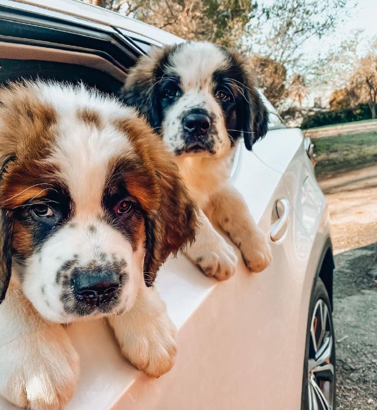 15 Reasons Why You Should Never Own St Bernard 11 15 Reasons Why You Should Never Own St Bernard 11