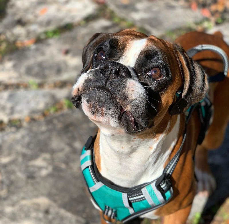 15 Reasons Why You Should Never Own Boxers 11 15 Reasons Why You Should Never Own Boxers 11