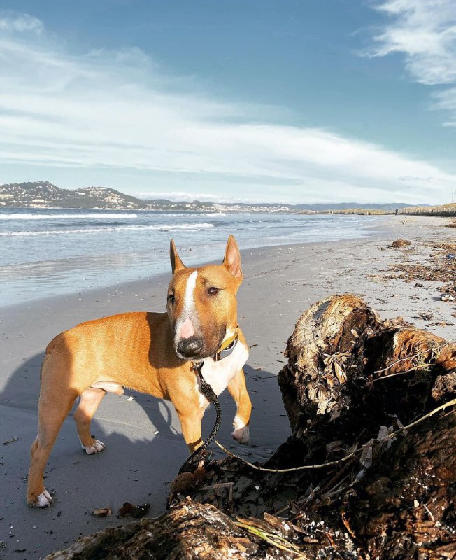 15 Reasons Why You Should Never Own Bull Terriers 11 15 Reasons Why You Should Never Own Bull Terriers 11