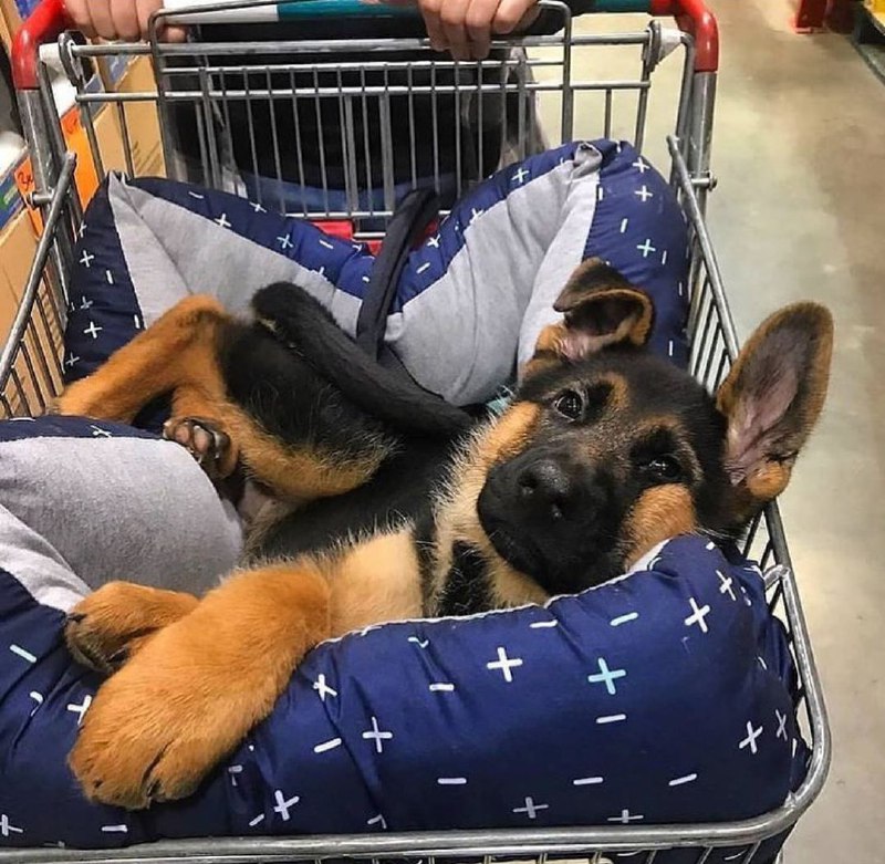 15 Reasons Why You Should Never Own German Shepherds 11