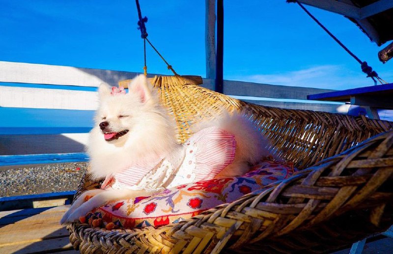 15 Reasons Why You Should Never Own Pomeranians 11