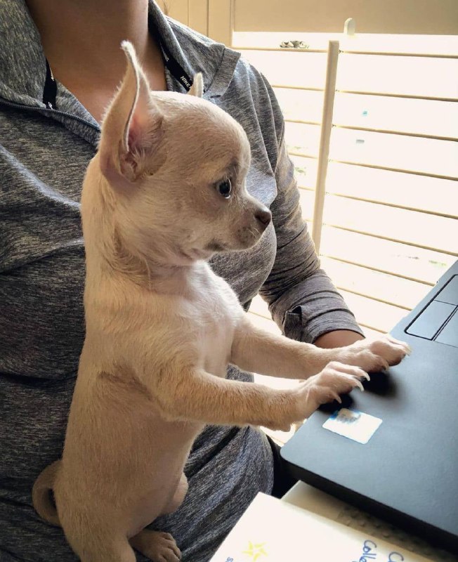 15 Reasons Why You Should Never Own Chihuahuas 11 15 Reasons Why You Should Never Own Chihuahuas 11