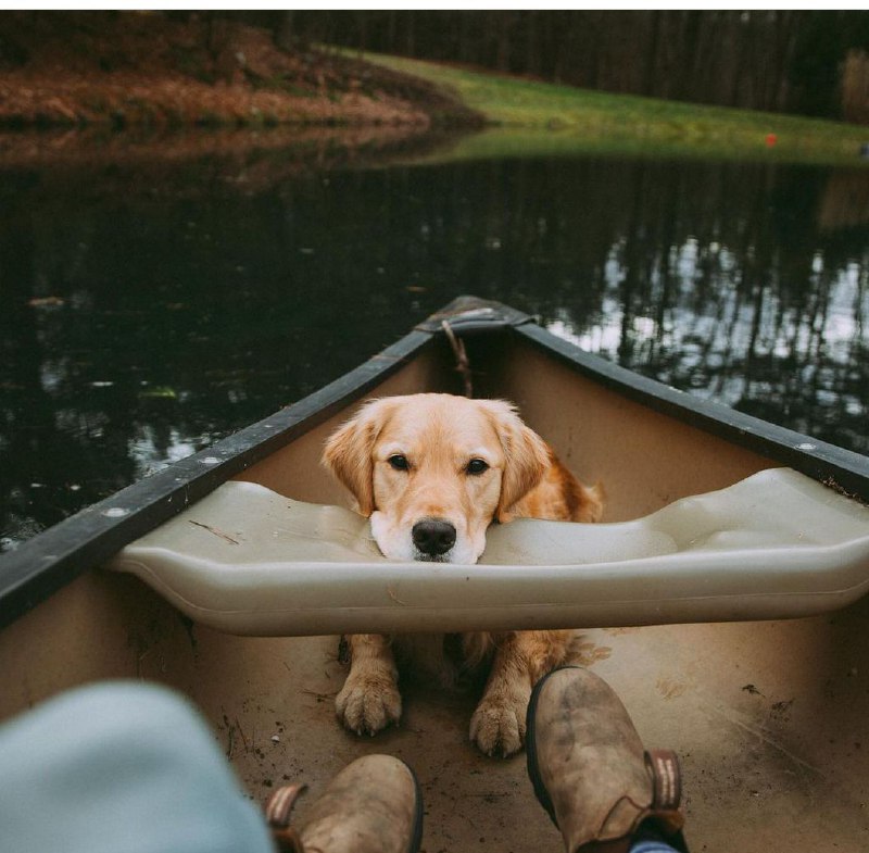 15 Reasons Why You Should Never Own Golden Retrievers 11 15 Reasons Why You Should Never Own Golden Retrievers 11