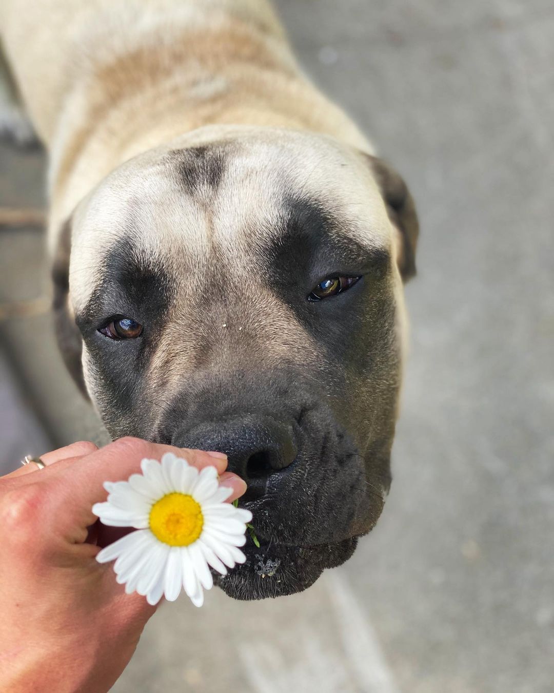 15 Interesting Facts About English Mastiffs 9
