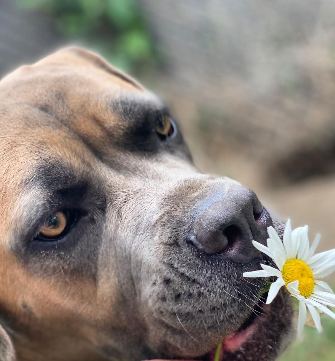 15 Interesting Facts About English Mastiffs 11