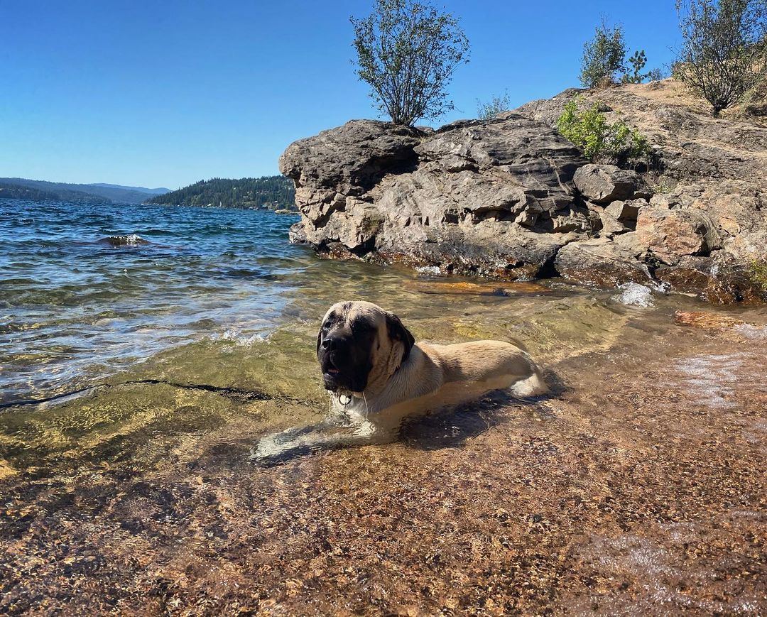 15 Interesting Facts About English Mastiffs 9