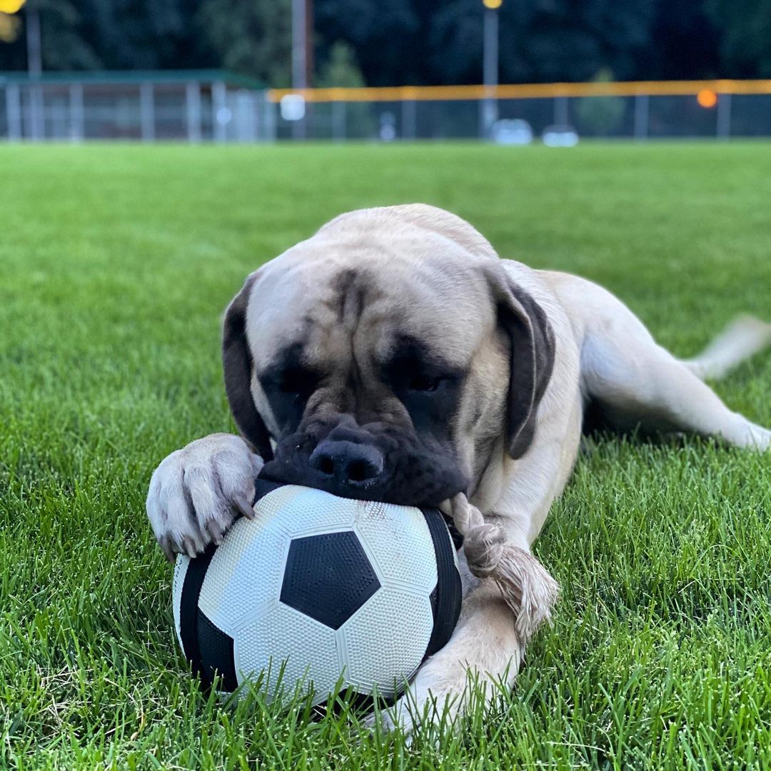 15 Interesting Facts About English Mastiffs 10