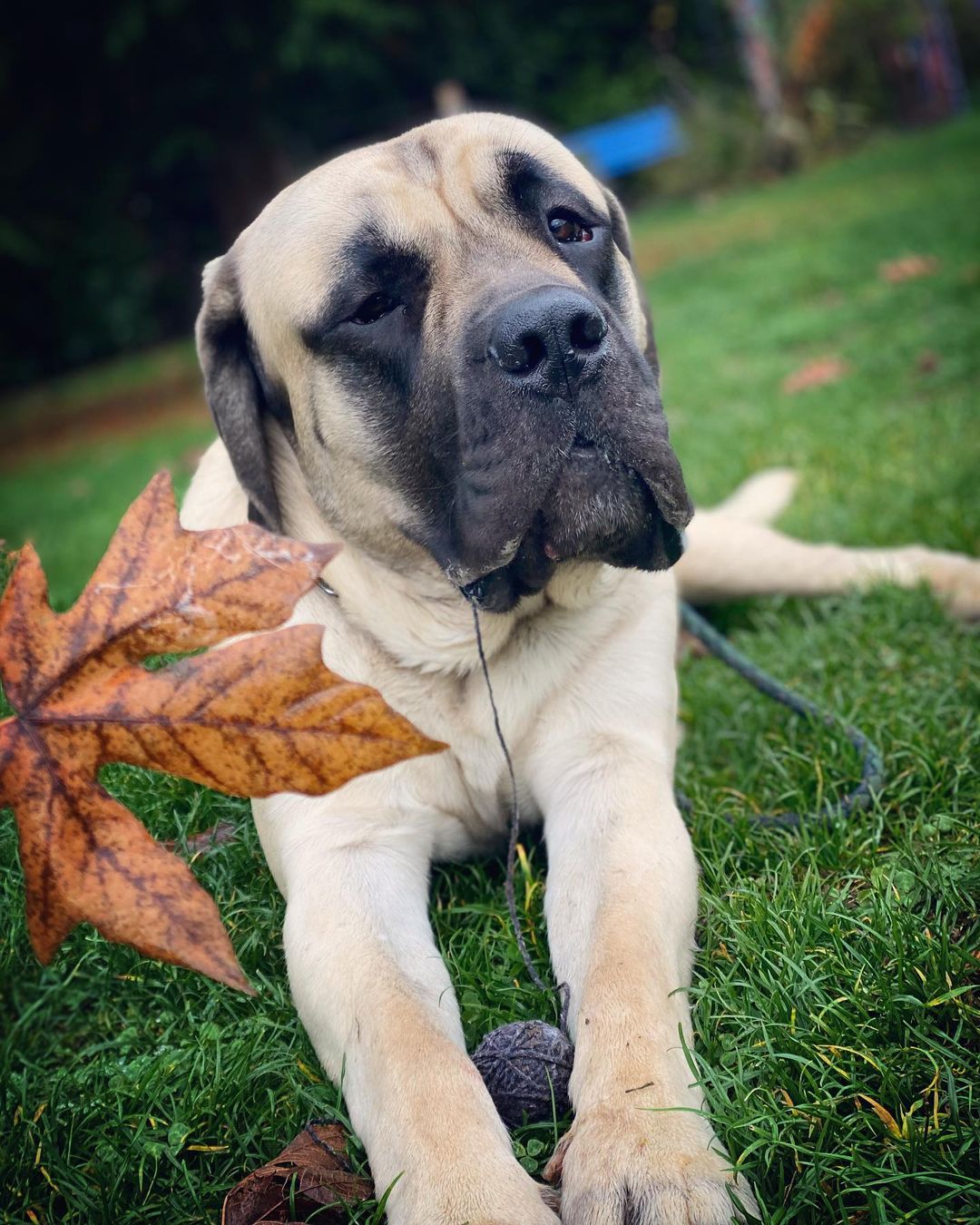 15 Cool Facts About Old English Mastiffs 10 15 Cool Facts About Old English Mastiffs 10