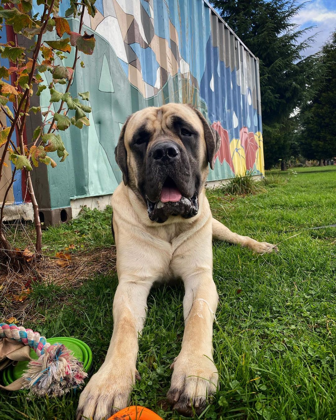 15 Cool Facts About Old English Mastiffs 9