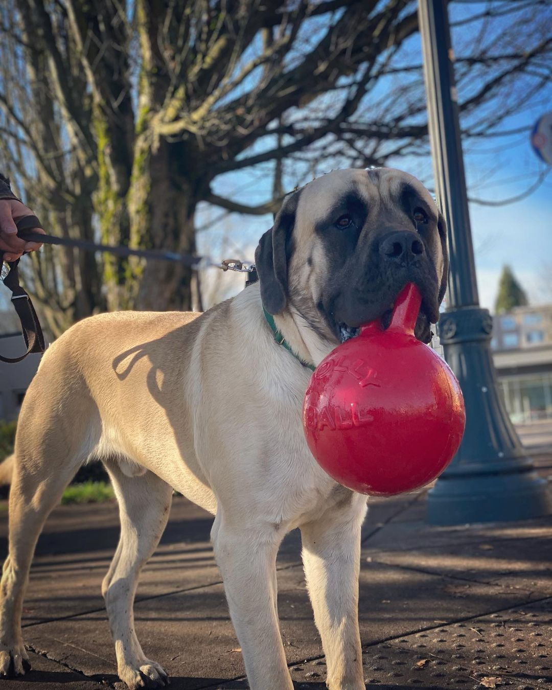 15 Cool Facts About Old English Mastiffs 10