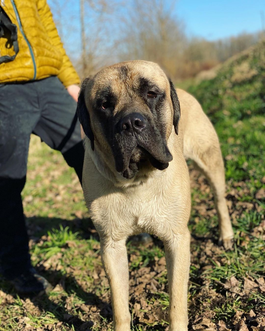 15 Cool Facts About Old English Mastiffs 11