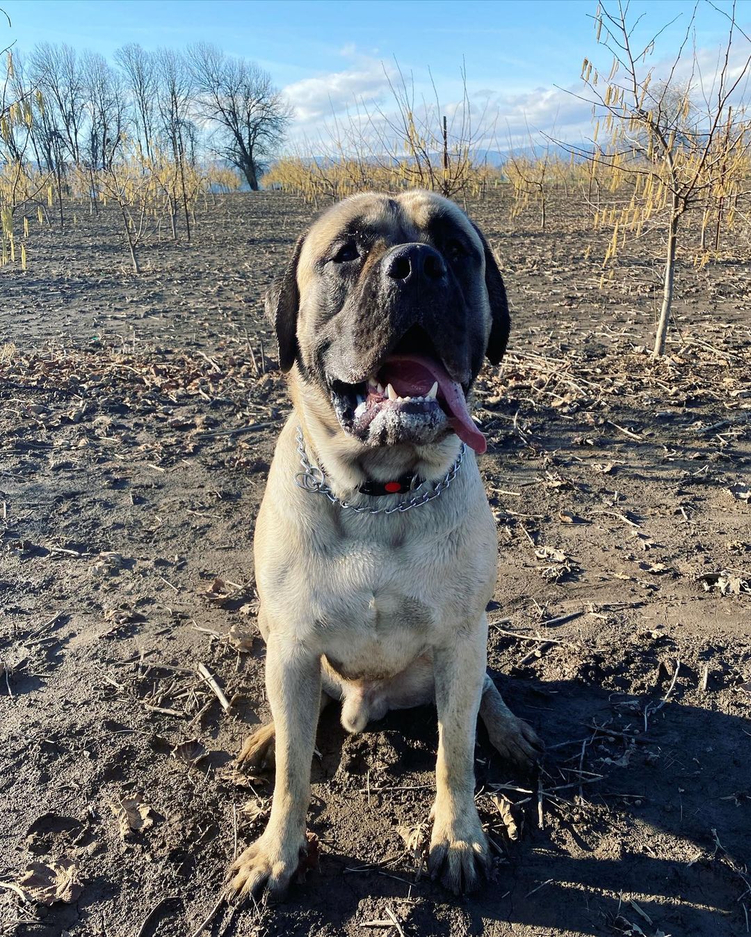 15 Cool Facts About Old English Mastiffs 9