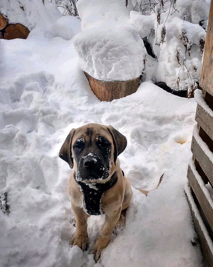 15 Cool Facts About Old English Mastiffs 10