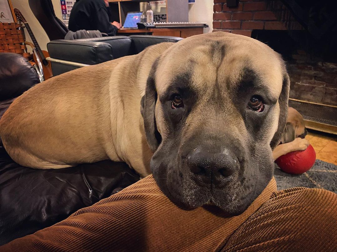 15 Cool Facts About Old English Mastiffs 11