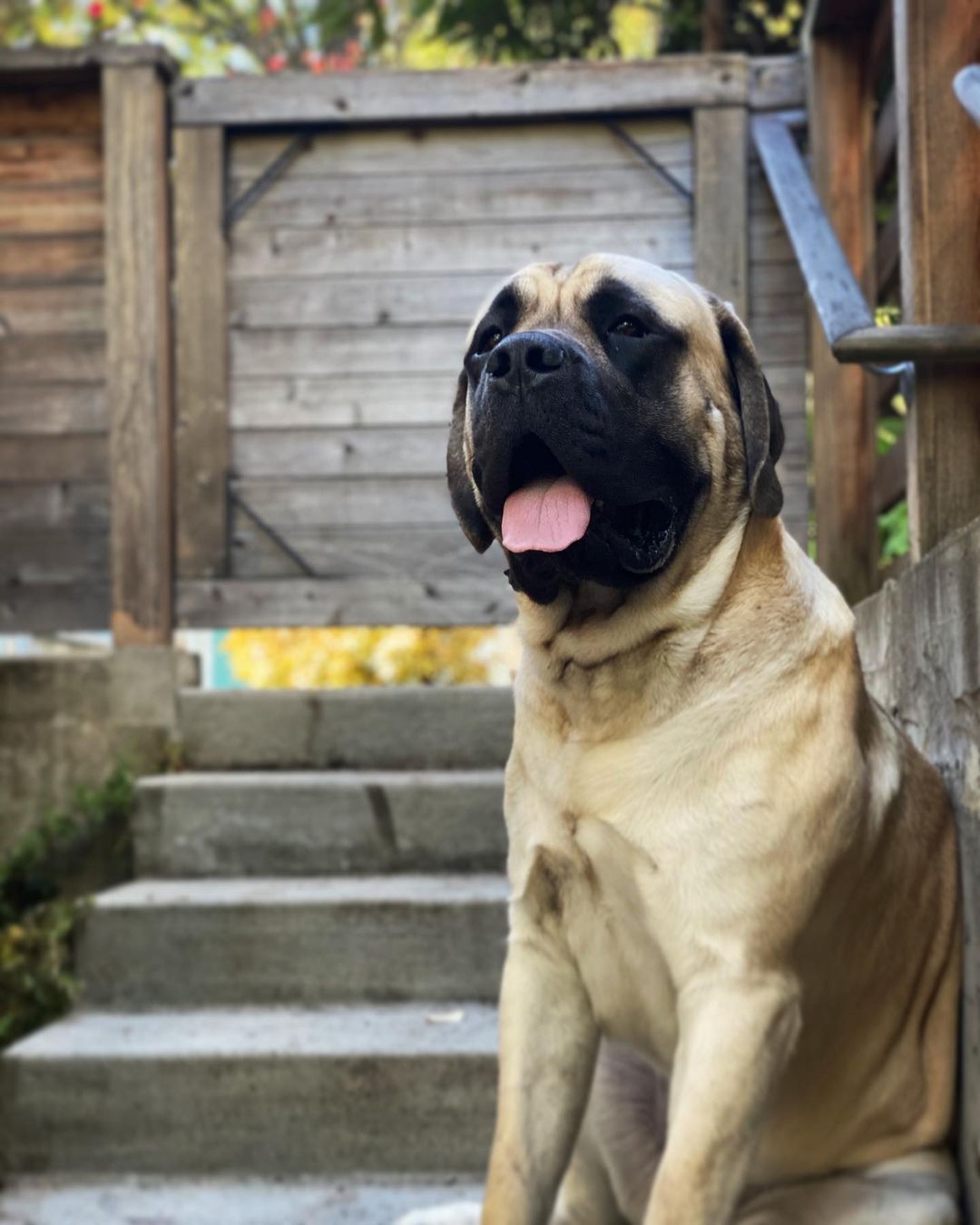15 Cool Facts About Old English Mastiffs 9