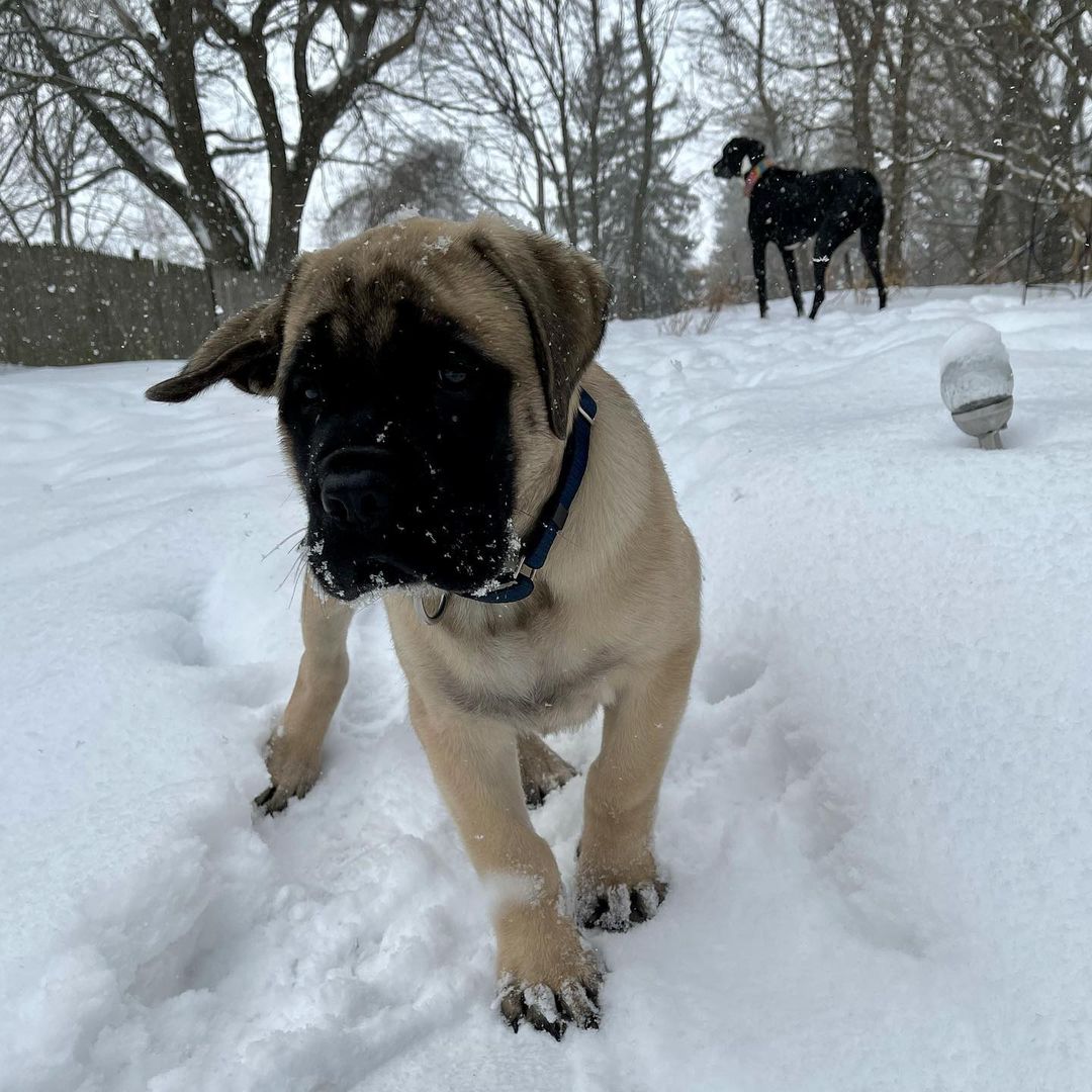 15 Cool Facts About Old English Mastiffs 10