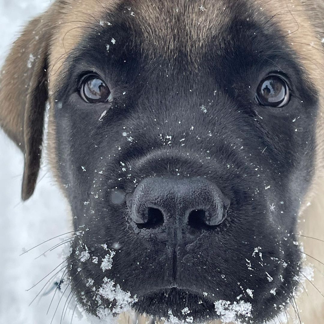 15 Cool Facts About Old English Mastiffs 11