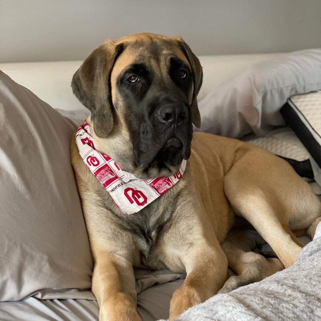 15 Cool Facts About Old English Mastiffs 9