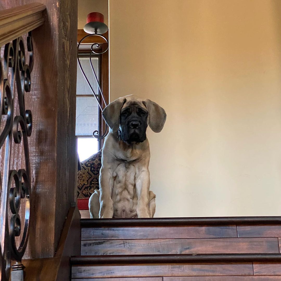 15 Cool Facts About Old English Mastiffs 10