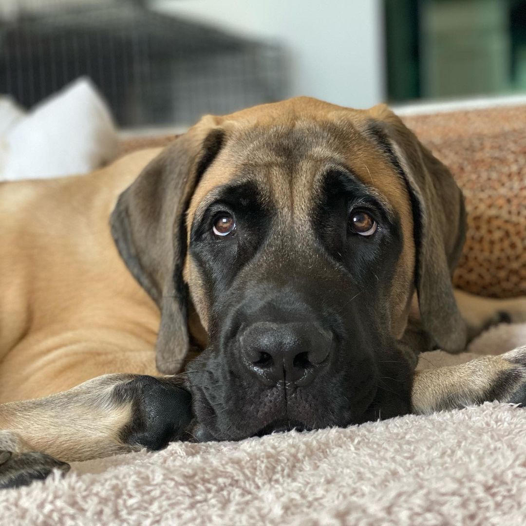 15 Cool Facts About Old English Mastiffs 11