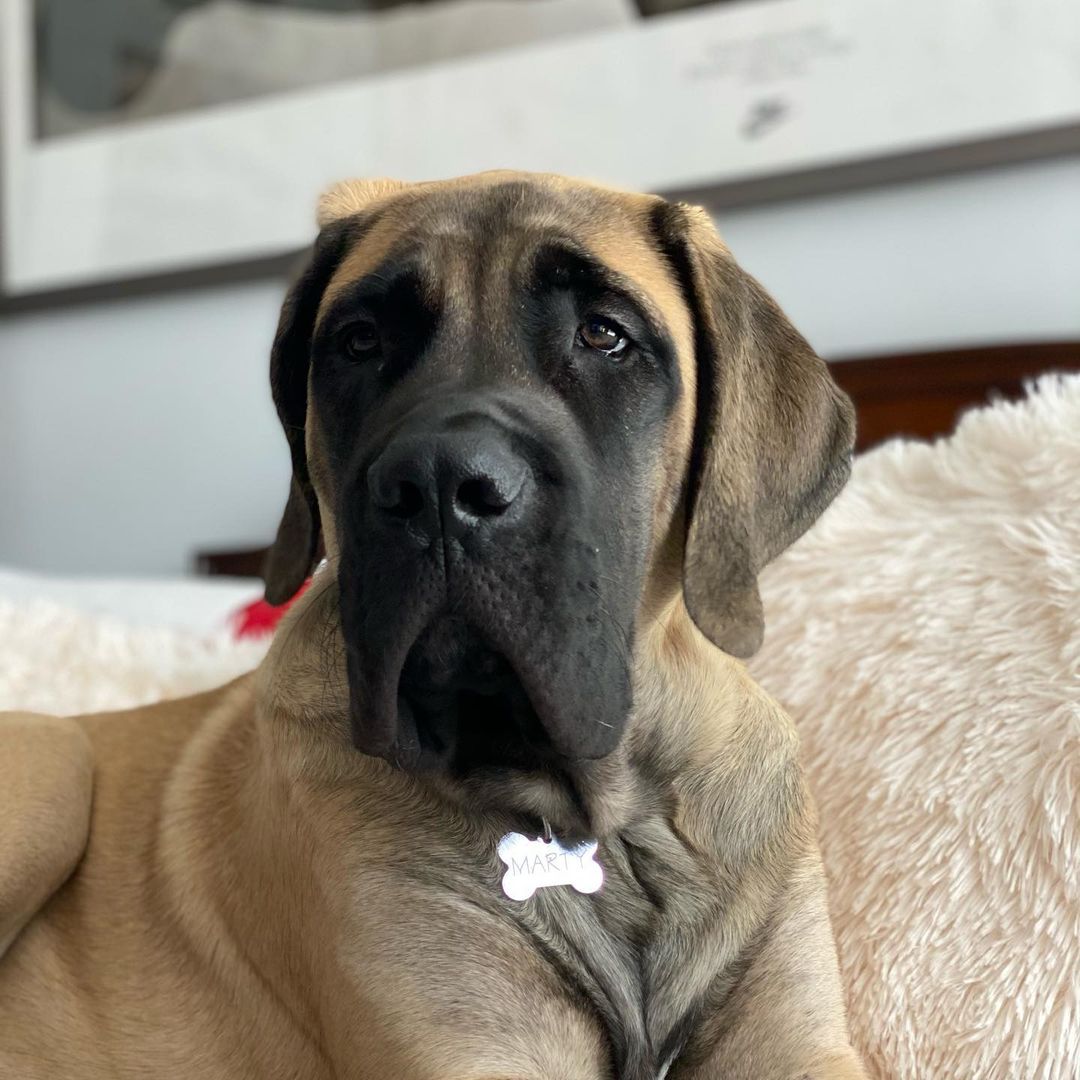 15 Amazing Facts About Border Terriers You Probably Never Knew 9