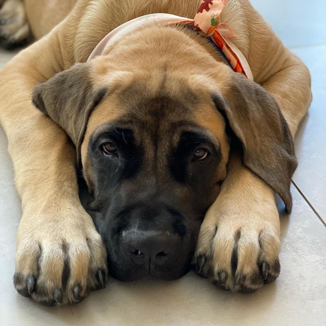 15 Amazing Facts About Border Terriers You Probably Never Knew 11