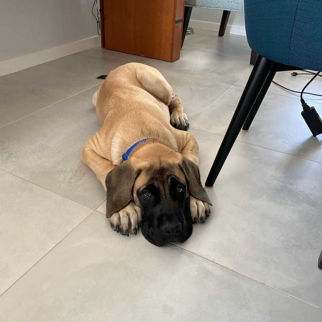 15 Amazing Facts About Border Terriers You Probably Never Knew 9