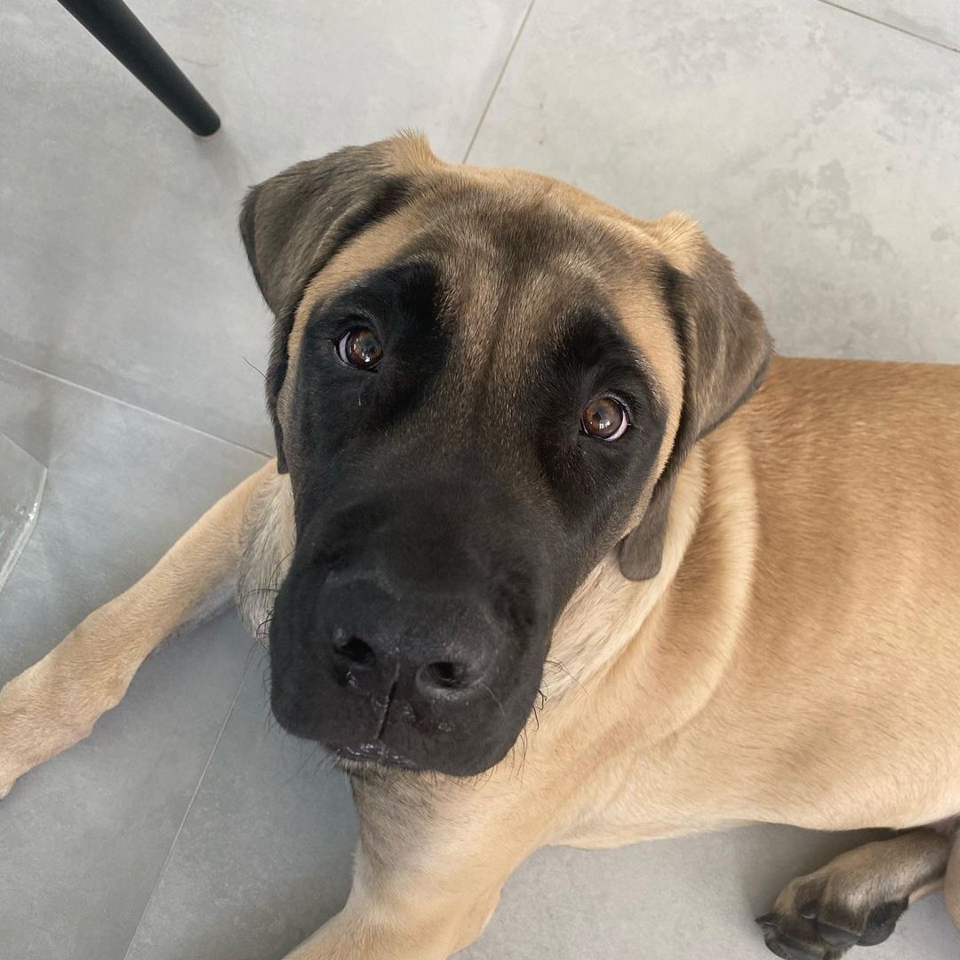 15 Amazing Facts About Border Terriers You Probably Never Knew 10