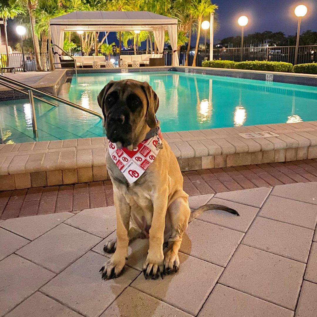 15 Amazing Facts About Border Terriers You Probably Never Knew 11