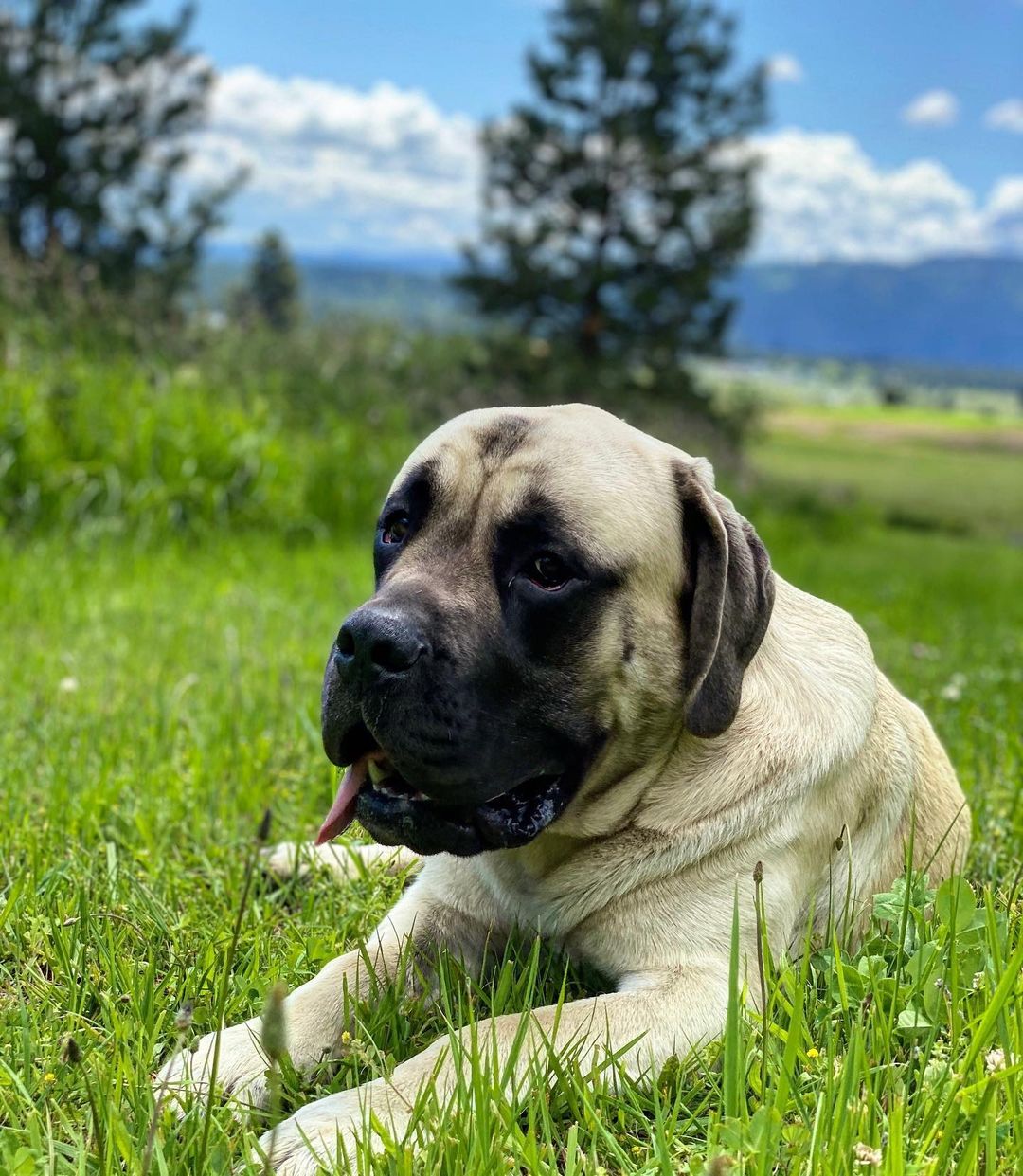 15 Interesting Facts About English Mastiffs 9