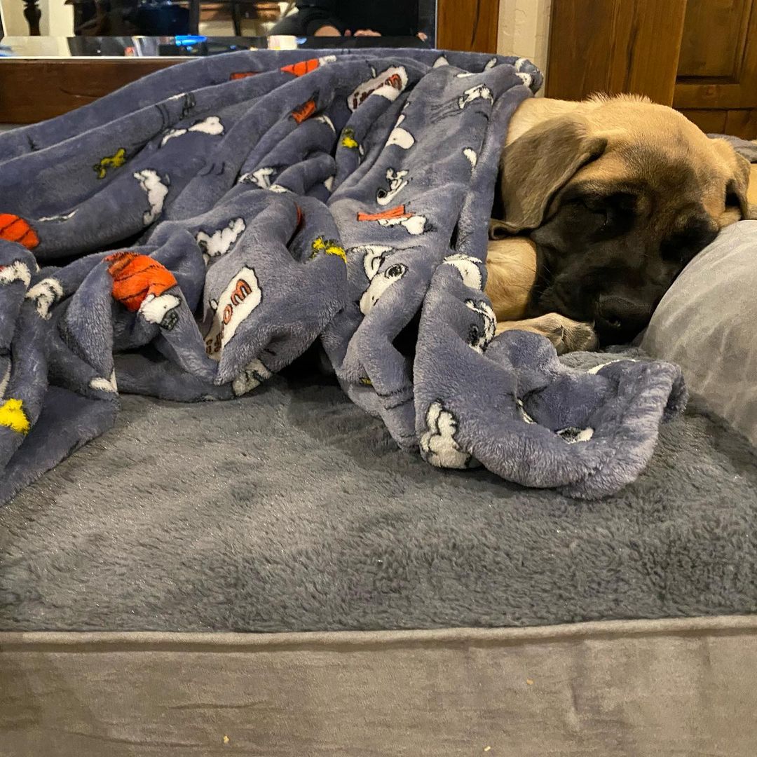 15 Amazing Facts About Border Terriers You Probably Never Knew 9