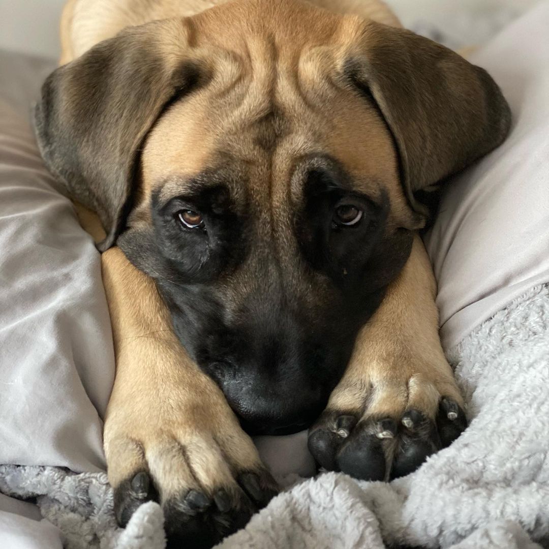 15 Amazing Facts About Border Terriers You Probably Never Knew 10