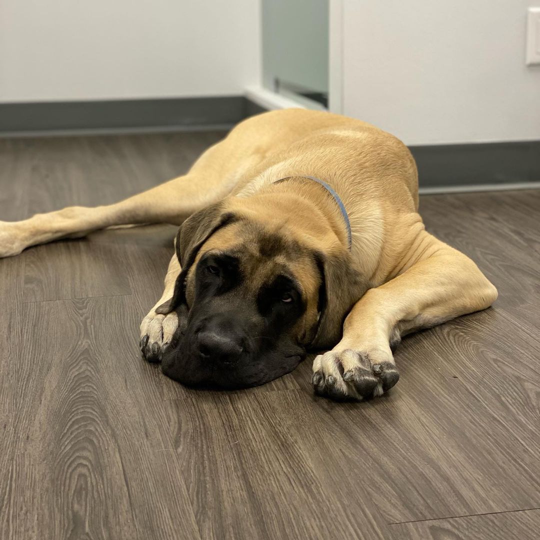 15 Amazing Facts About Border Terriers You Probably Never Knew 11