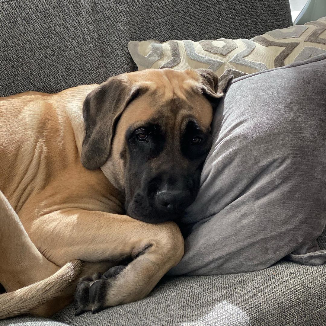 15 Amazing Facts About Border Terriers You Probably Never Knew 9