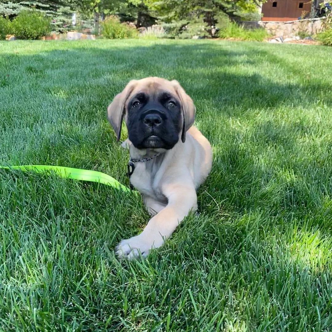 15 Amazing Facts About Border Terriers You Probably Never Knew 10