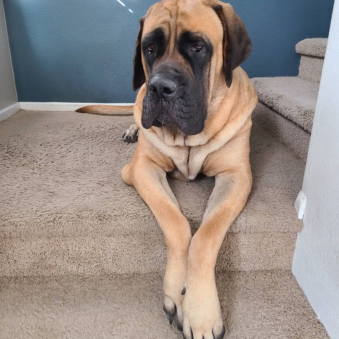 15 Amazing Facts About Border Terriers You Probably Never Knew 11