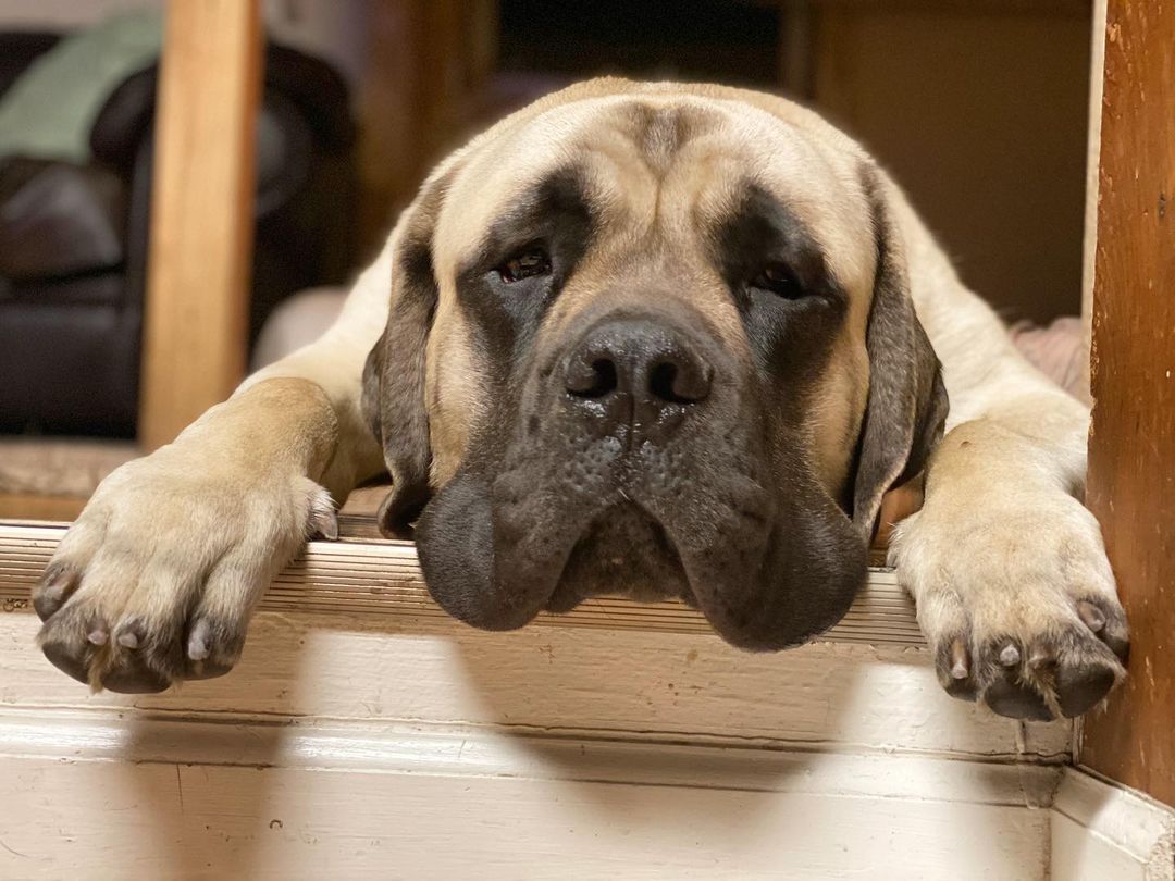 15 Interesting Facts About English Mastiffs 9