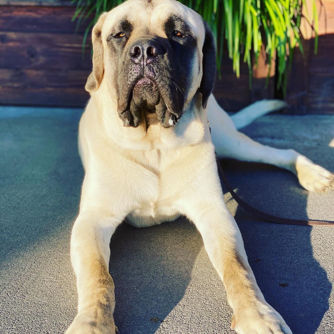 15 Interesting Facts About English Mastiffs 10