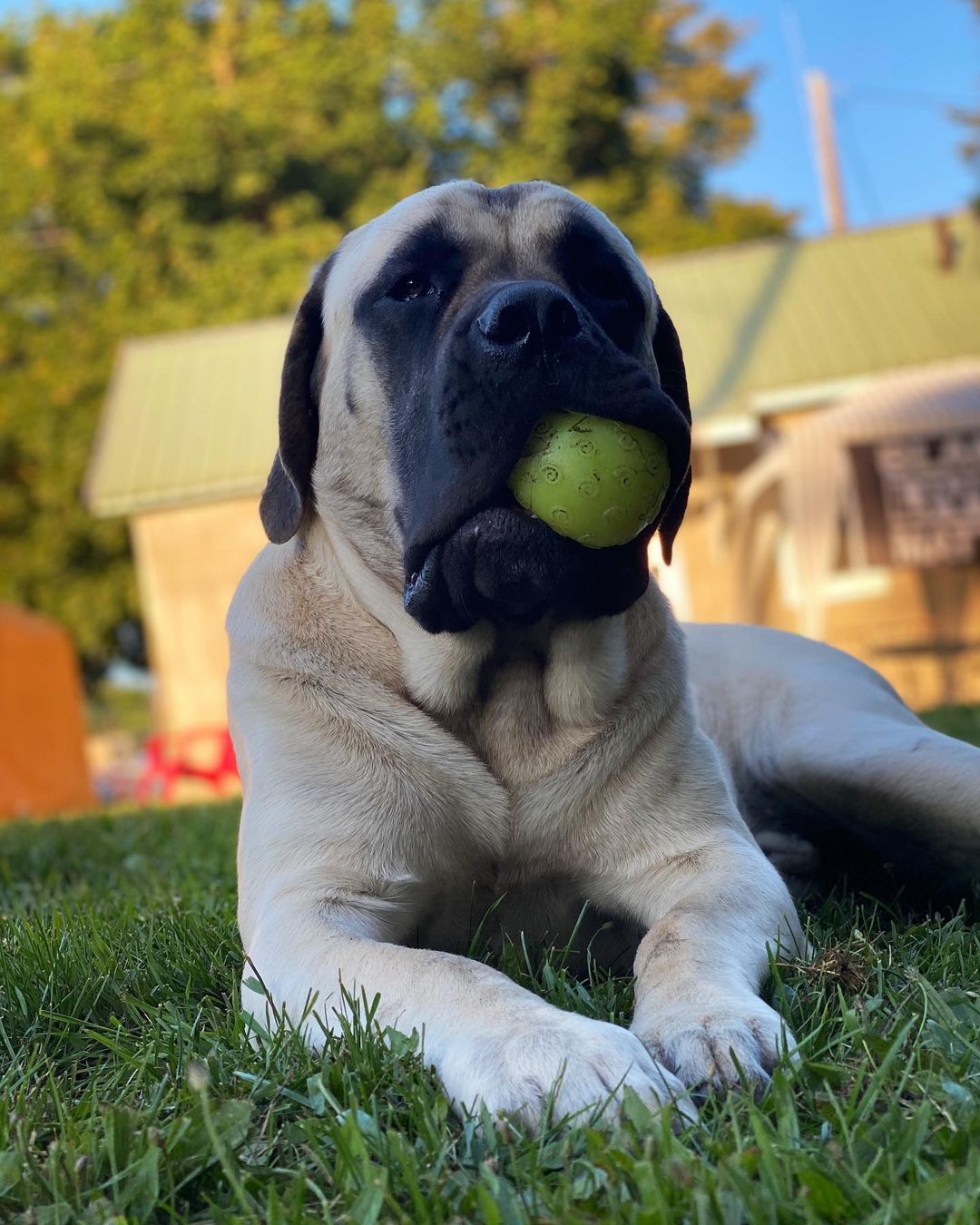 15 Interesting Facts About English Mastiffs 11